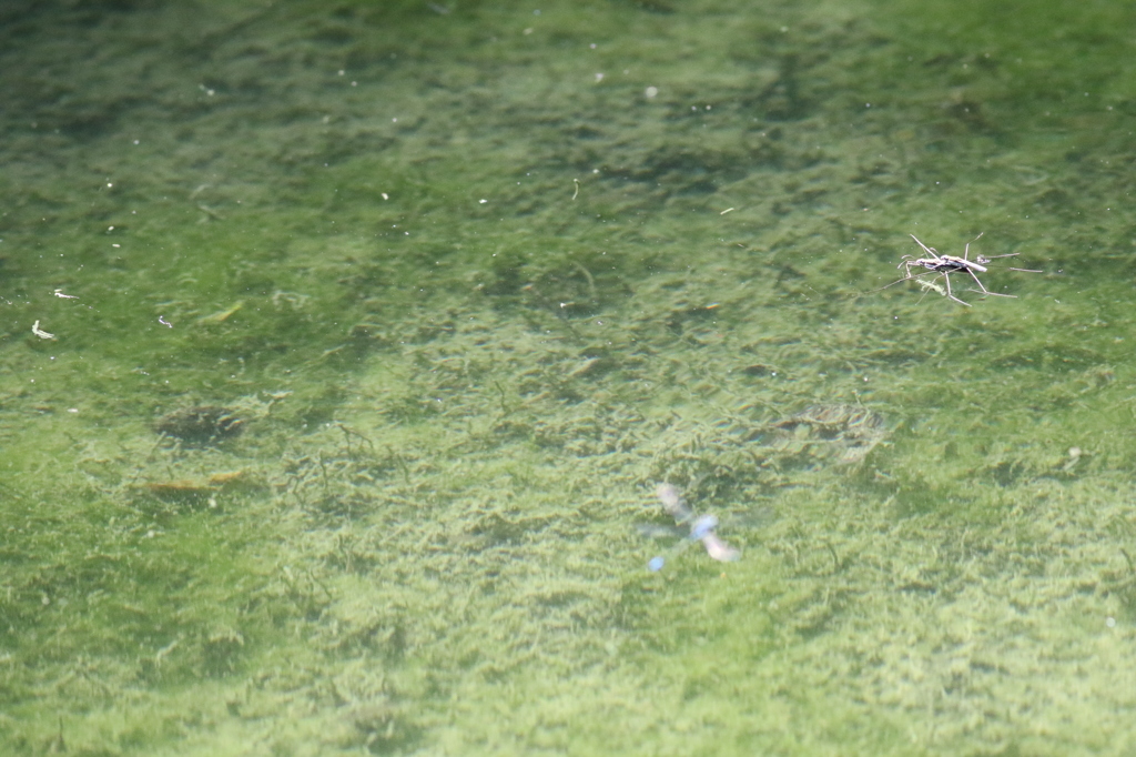 水面も春♪その２