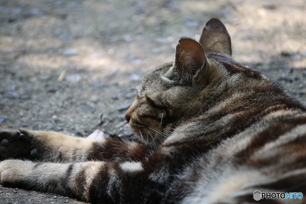 出会えた猫さん