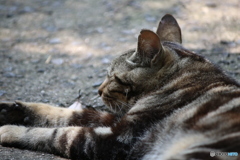 出会えた猫さん