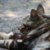 出会えた猫さん