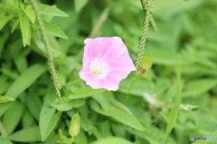 草むらに一輪