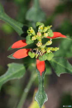 こんな可愛い子も♪