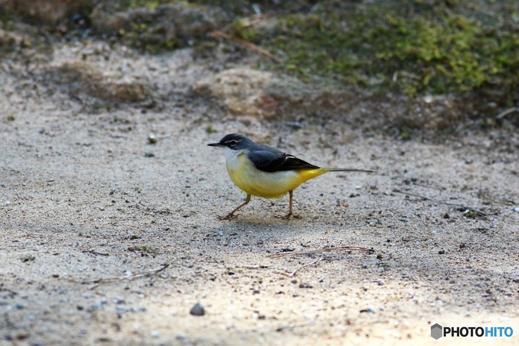 スタスタ…♪