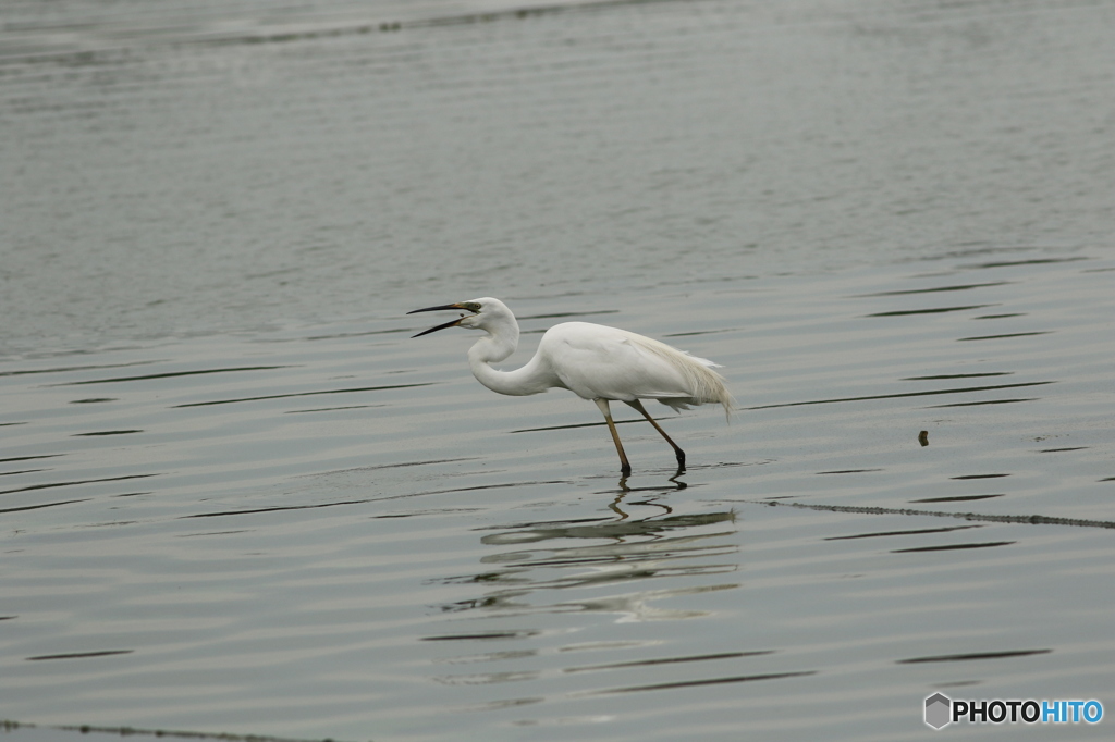 うんまい！小さい編