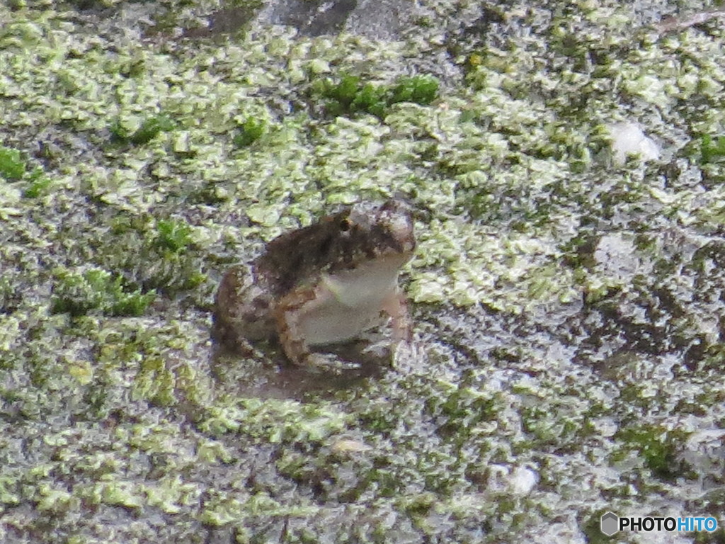 ヌマガエル