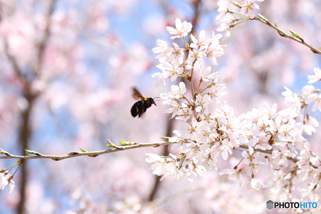 クマバチの春♪