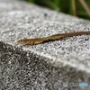 閲覧注意　爬虫類！
