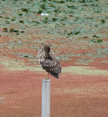 初めての鳥撮影