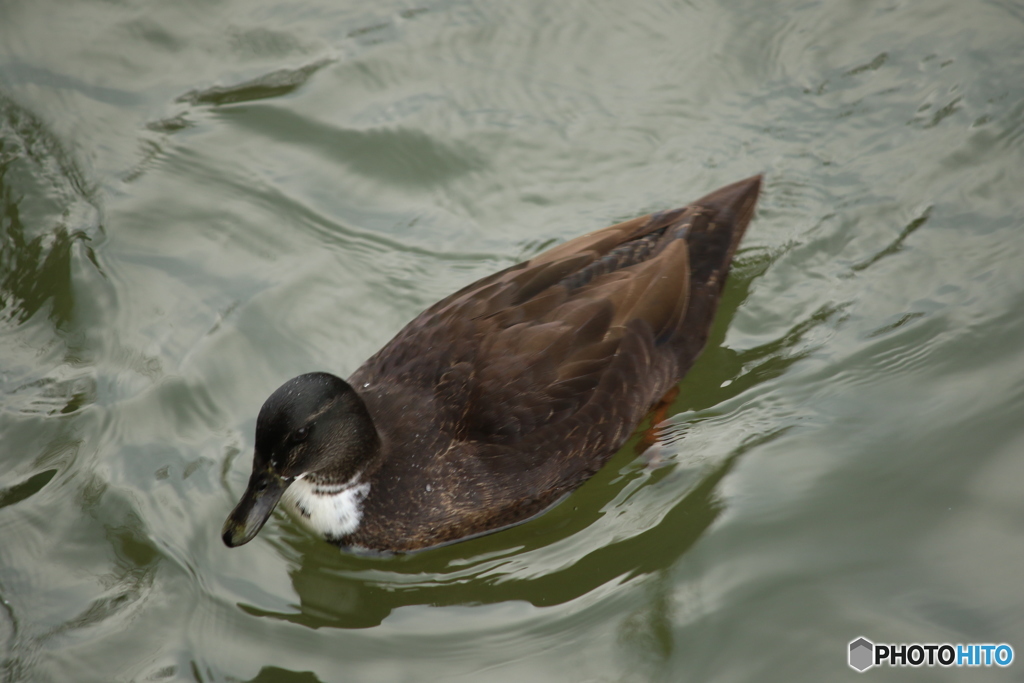 黒いマガモ？