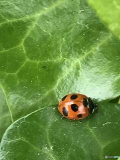 スマホ昆虫撮影　５