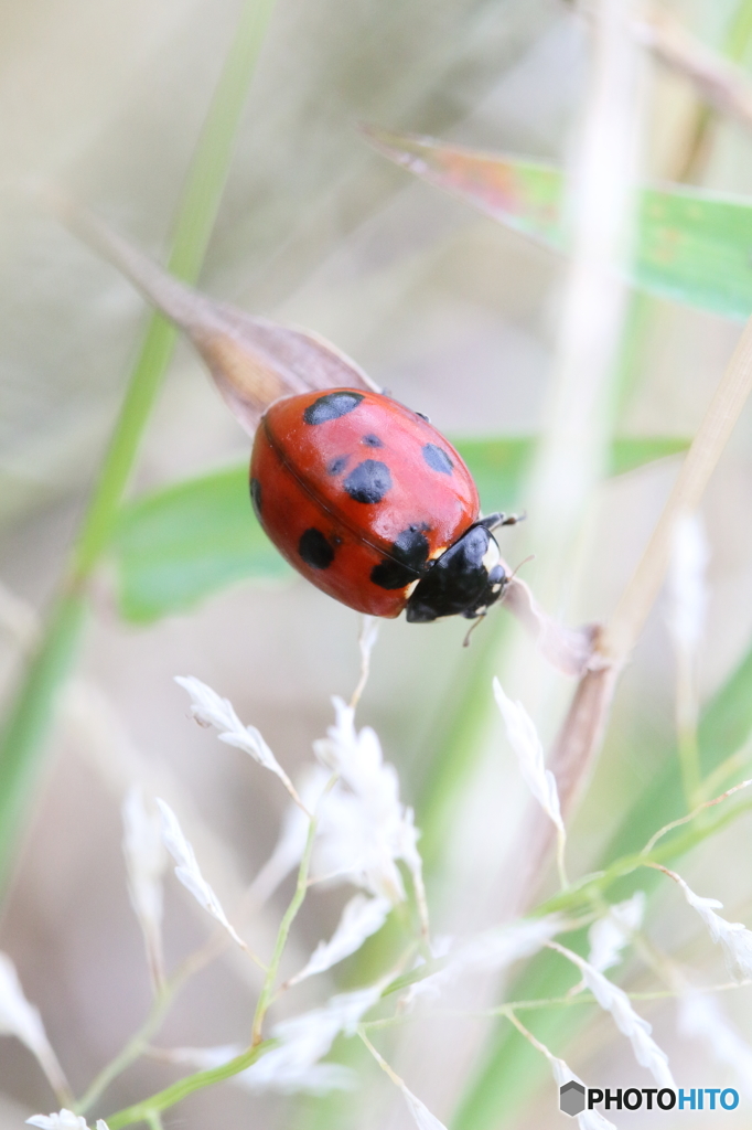 Ladybird