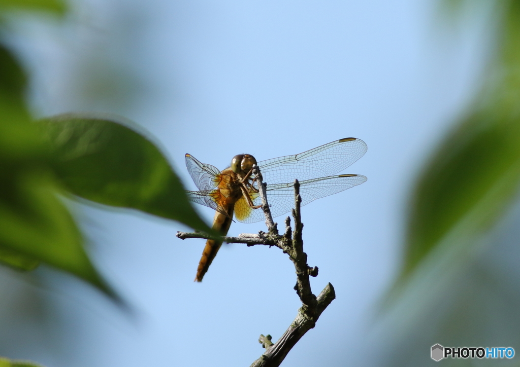 梅の枝先に来たトンボさん♪