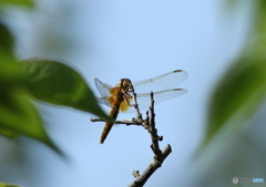 梅の枝先に来たトンボさん♪