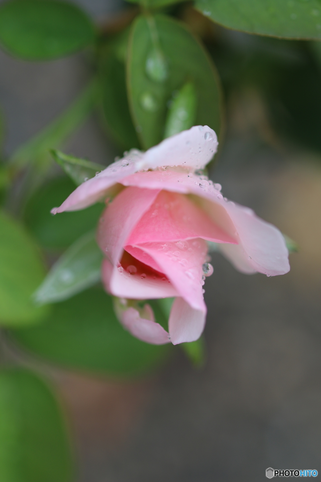 雨に降られました(*_*;