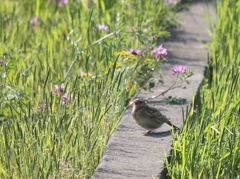 春を歌う♪