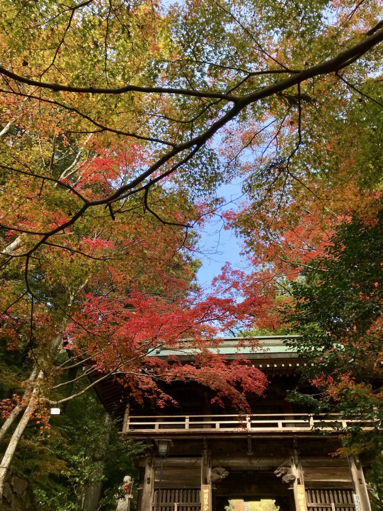 紅葉＠スマホ