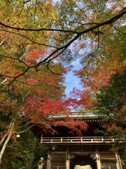 紅葉＠スマホ