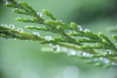 a rain drop in a rain drop