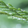 a rain drop in a rain drop