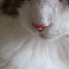 鼻