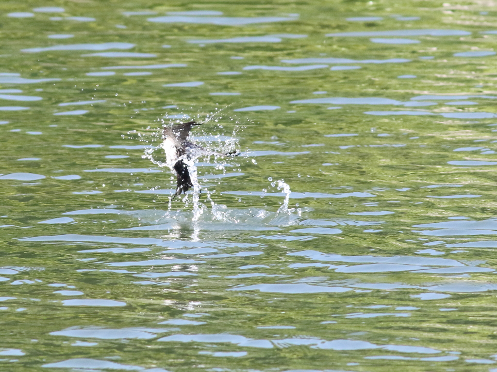 プハッ！その３