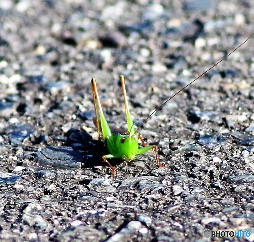 小さな通せんぼ♪