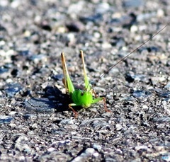 小さな通せんぼ♪