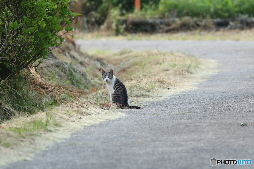 お山の猫さん
