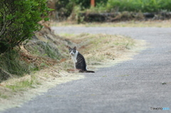 お山の猫さん
