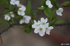 春の白い花　２