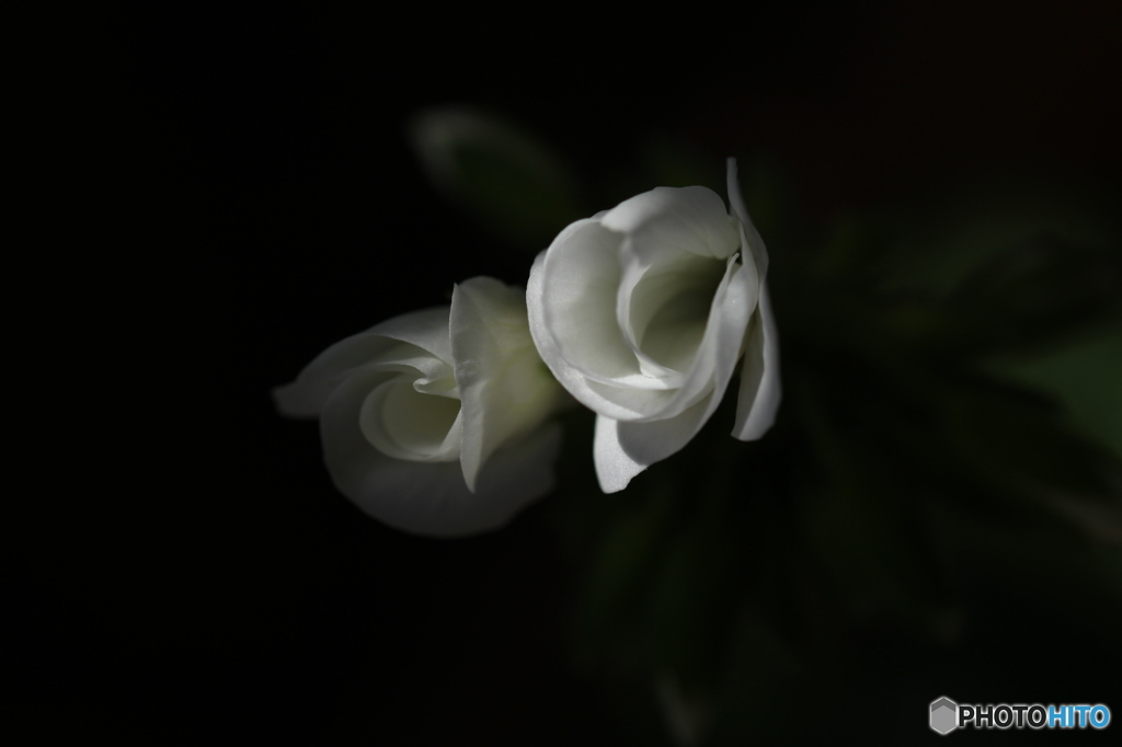 Pure White
