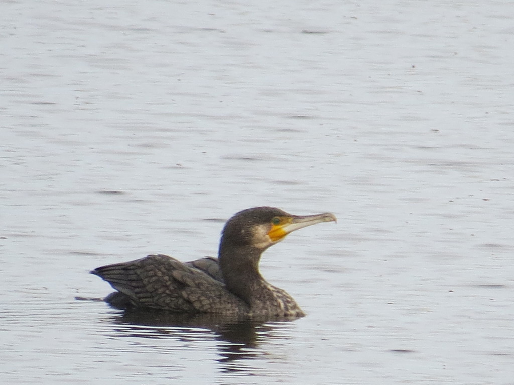 黒鳥の湖④　もっと羽を上げて！