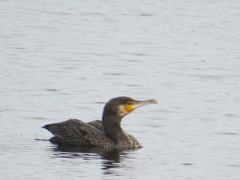 黒鳥の湖④　もっと羽を上げて！