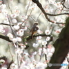ジョウビタキ＠梅