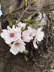 一人花見