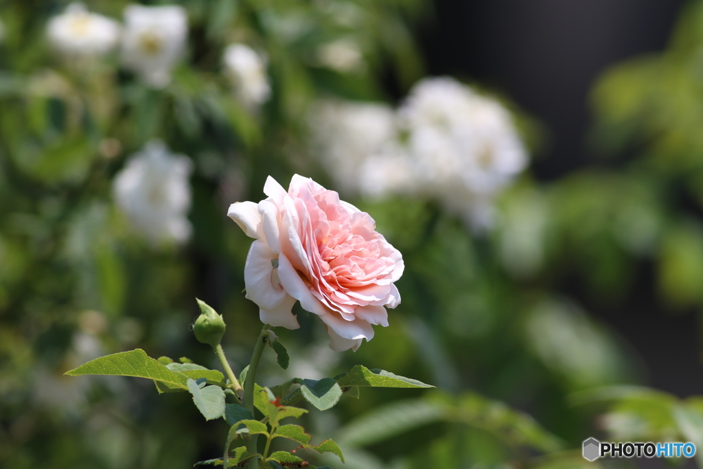 夏の薔薇