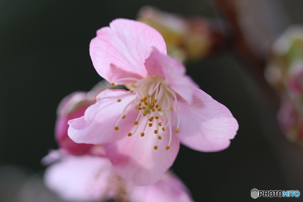 陽光桜