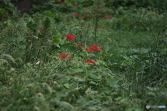 彼岸花　4