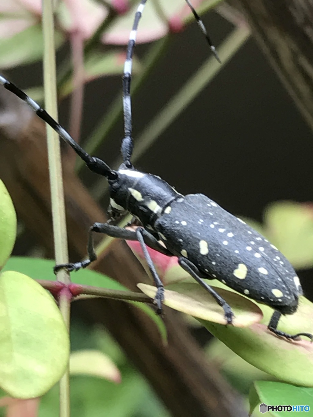 助けた虫さんは・・・
