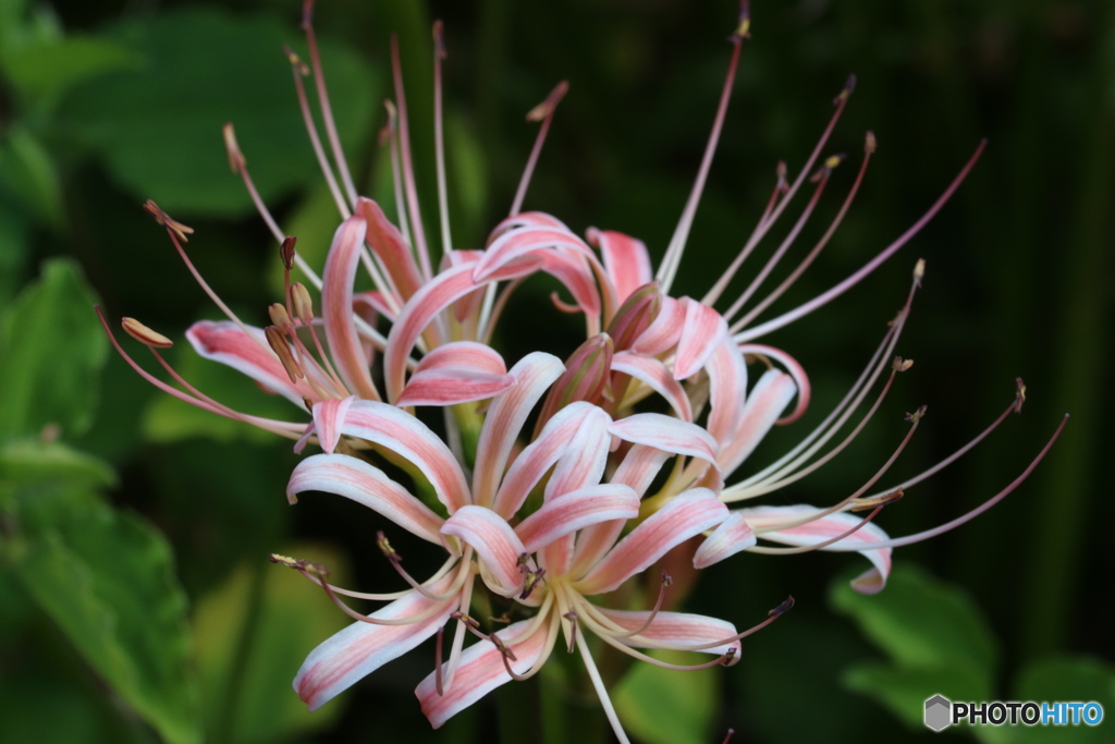 曼珠沙華