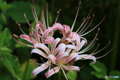 曼珠沙華
