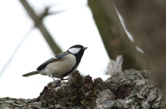 シジュウカラ