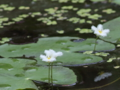 ガガブタの花