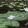 ガガブタの花
