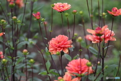 陽気な花たち