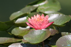夏色