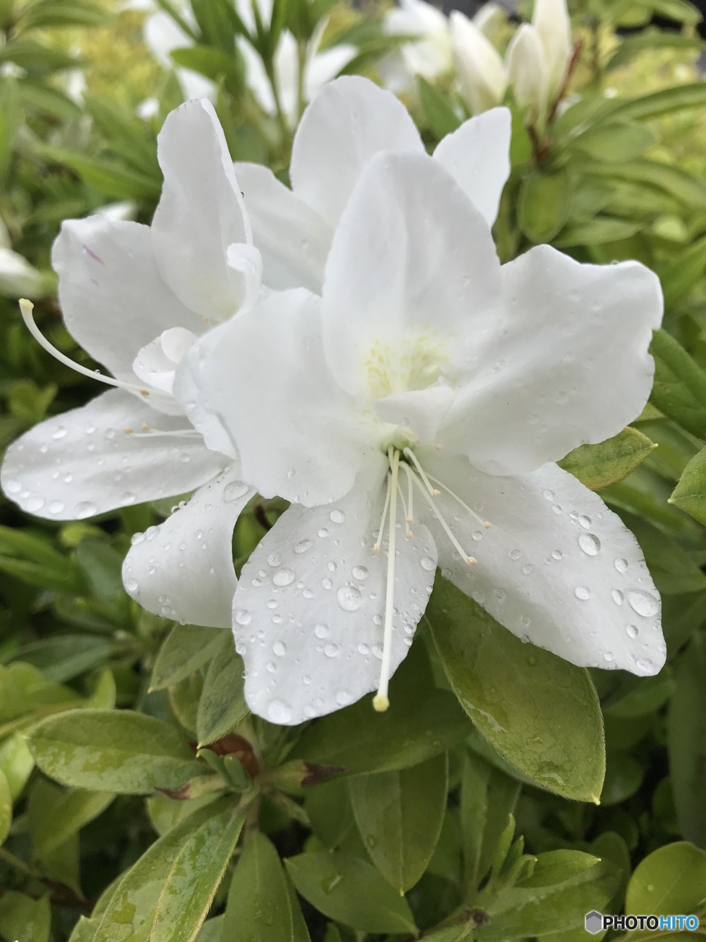 雨の中に咲く
