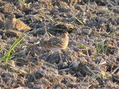 田んぼの鳥さん２