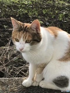 カメラ目線くださいな！
