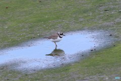 こちどり